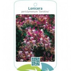 Lonicera periclymenum ‘Serotina’