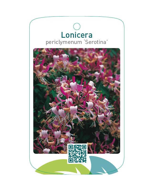 Lonicera periclymenum ‘Serotina’