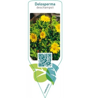 Delosperma deschampsii