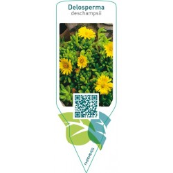 Delosperma deschampsii