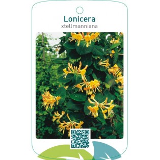 Lonicera xtellmanniana