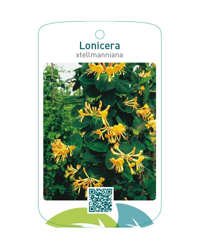 Lonicera xtellmanniana