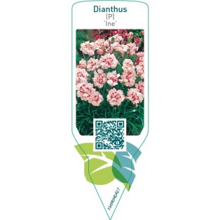 Dianthus (P) ‘Ine’