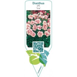 Dianthus (P) ‘Ine’