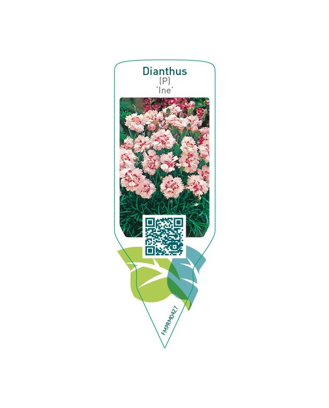 Dianthus (P) ‘Ine’