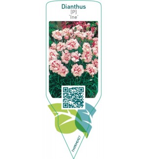 Etiquetas de Dianthus (P) ‘Ine’ *