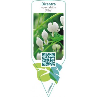 Dicentra spectabilis ‘Alba’