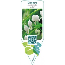 Dicentra spectabilis ‘Alba’