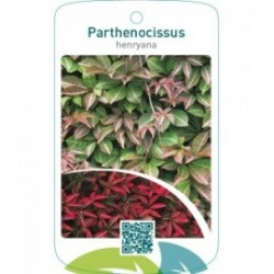 Parthenocissus henryana