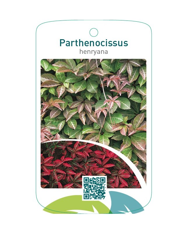 Parthenocissus henryana
