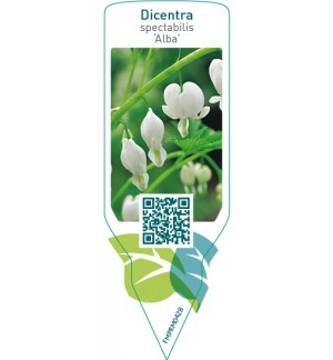 Etichette di Dicentra spectabilis ‘Alba’ *