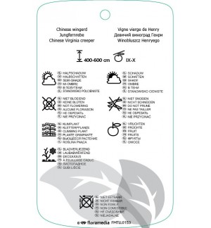 Etichette di Parthenocissus henryana *