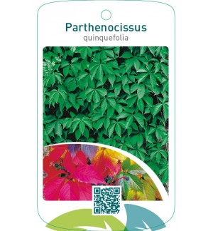 Parthenocissus quinquefolia