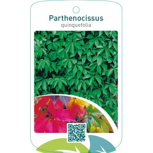 Parthenocissus quinquefolia