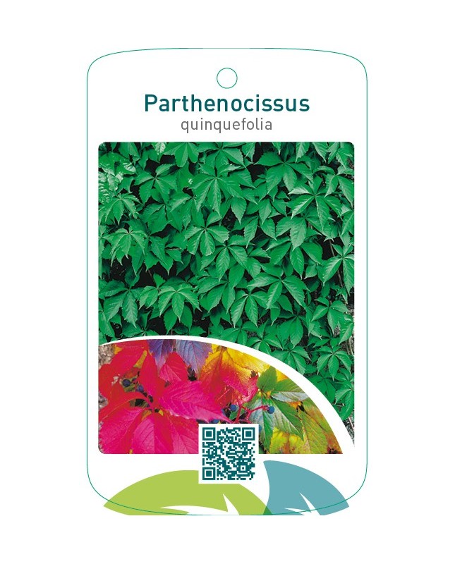 Parthenocissus quinquefolia