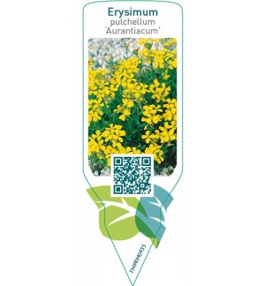 Erysimum pulchellum ‘Aurantiacum’