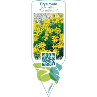 Erysimum pulchellum ‘Aurantiacum’