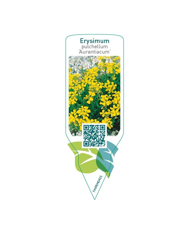 Erysimum pulchellum ‘Aurantiacum’