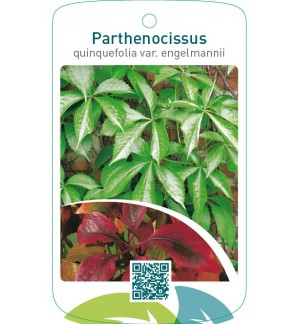 Parthenocissus quinquefolia var.engelmannii
