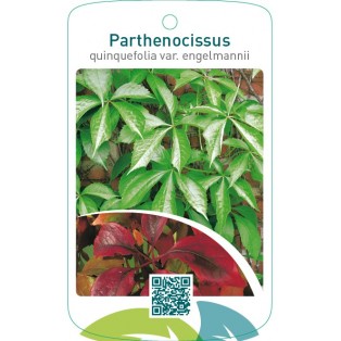 Parthenocissus quinquefolia var.engelmannii