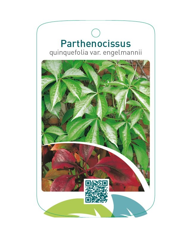 Parthenocissus quinquefolia var.engelmannii