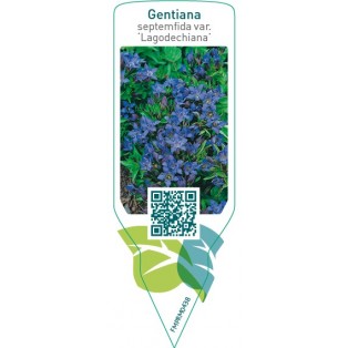 Gentiana septemfida var. lagodechiana