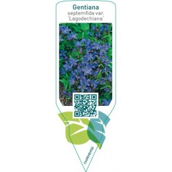 Gentiana septemfida var. lagodechiana