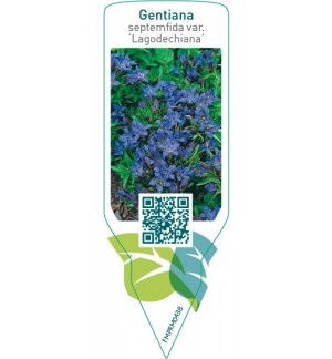 Etichette di Gentiana septemfida var. lagodichiana *