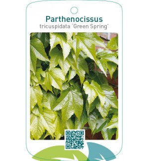 Parthenocissus tricuspidata ‘Green Spring’