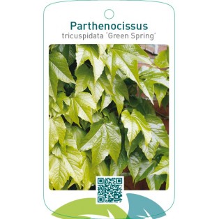 Parthenocissus tricuspidata ‘Green Spring’