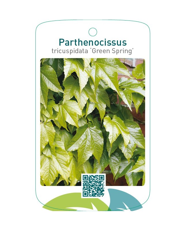 Parthenocissus tricuspidata ‘Green Spring’