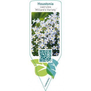 Houstonia caerulea ‘Millard’s Variety’