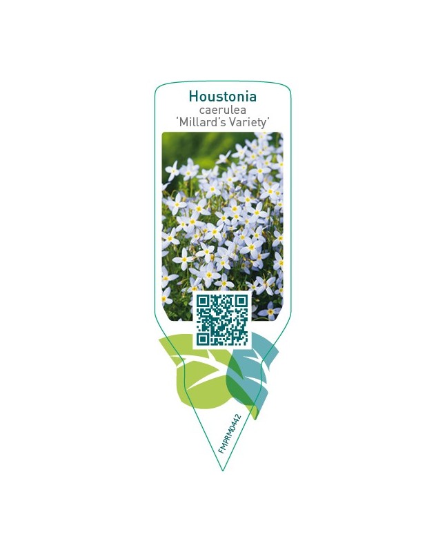 Houstonia caerulea ‘Millard’s Variety’
