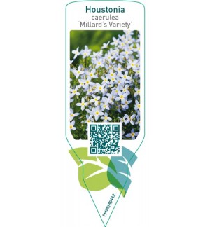 Etiquetas de Houstonia caerulea ‘Millard’s Variety’  *