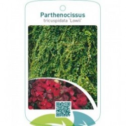 Parthenocissus tricuspidata ‘Lowii’