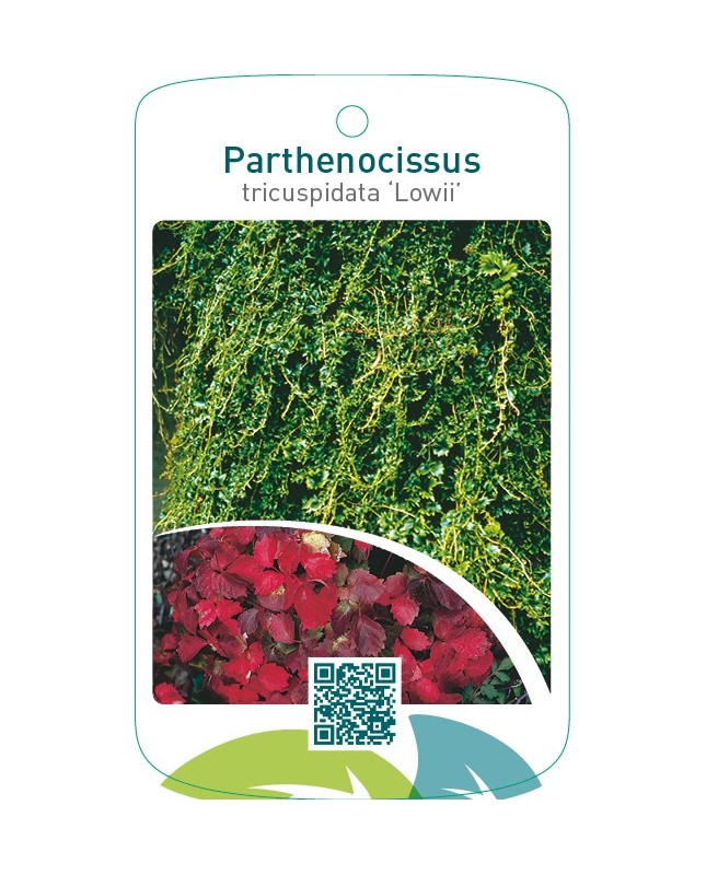 Parthenocissus tricuspidata ‘Lowii’