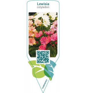 Etichette di Lewisia cotyledon *