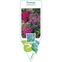 Primula pubescens  mix