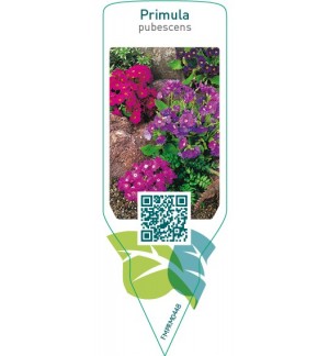Etiquetas de Primula pubescens  mix  *