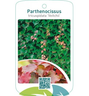 Parthenocissus tricuspidata ‘Veitchii’
