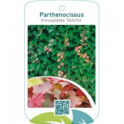 Parthenocissus tricuspidata ‘Veitchii’