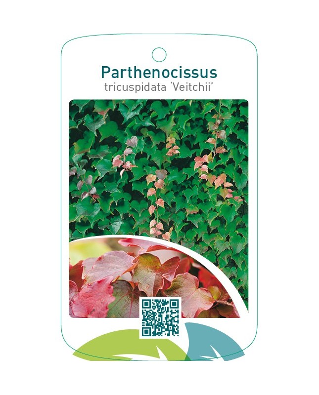Parthenocissus tricuspidata ‘Veitchii’