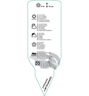 Etichette di Primula pubescens  mix *
