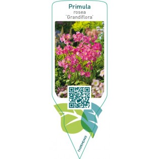 Primula rosea ‘Grandiflora’