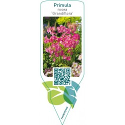Primula rosea ‘Grandiflora’