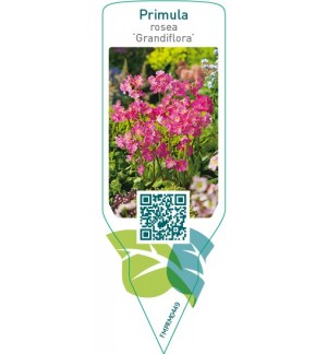 Etiquetas de Primula rosea ‘Grandiflora’ *