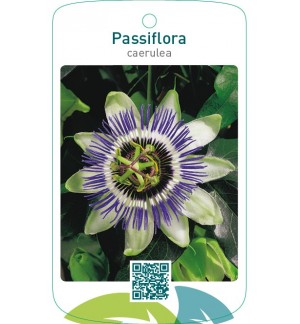 Passiflora caerulea