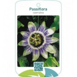 Passiflora caerulea