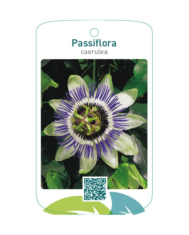 Passiflora caerulea