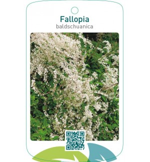 Fallopia baldschuanica